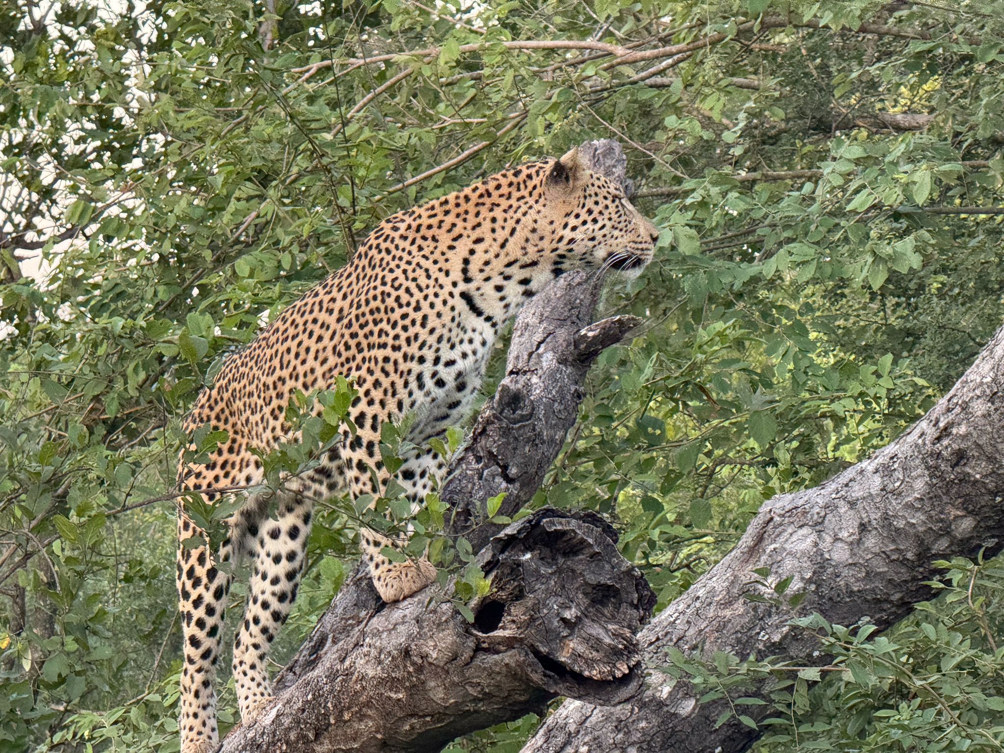Leopard Creek