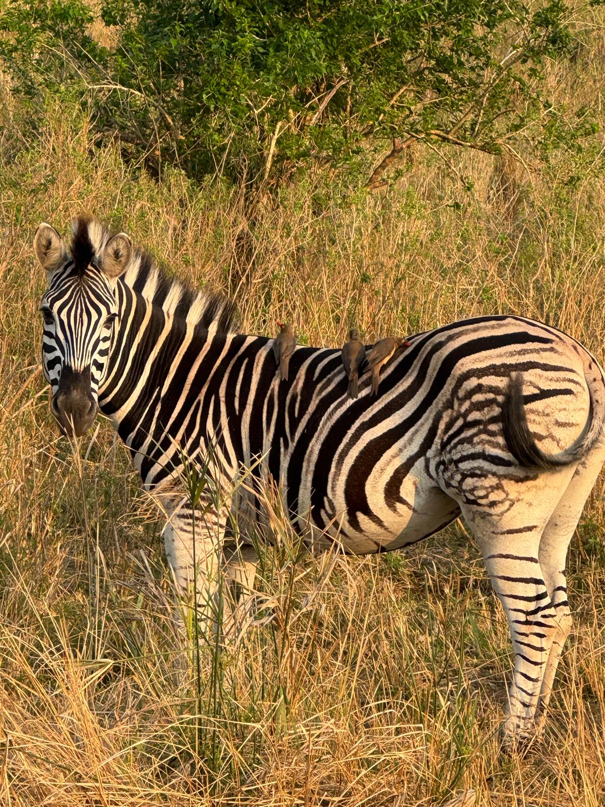 Leopard Creek